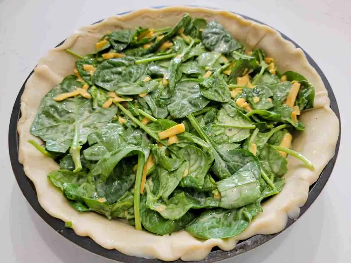 eggs, milk, salt, pepper, spinach leaves and cheddar cheese mixture spread inside pie dough in a pie pan.